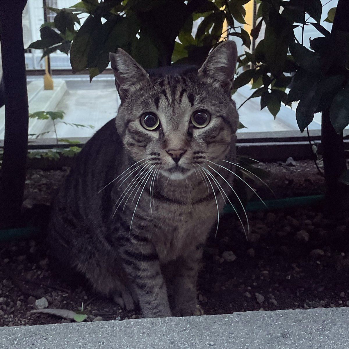 maomaomaru's tweet photo. ご近所で可愛がられている猫ちゃん。
去勢もされていて、あちこちでご飯もらってるから丸々太っているけど、誰もお家で飼ってくれないんだよね。

もう少し様子を見て、このままだったら保護しようかな。 https://t.co/8eP5ndUQUj