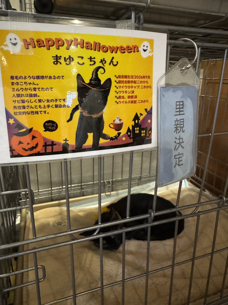 pinot1996's tweet photo. おかげさまでまゆ子ちゃん、新しいお家🏠が決まりました。
まだまだ可愛い猫ちゃん達が沢山居ますので、ぜひ会いにいらして下さい。午後5時までです！

「本気の譲渡会」
13時〜17時
2026/9/20(日)

目黒区駒場4-3-65
こまばサロン暖炉

譲渡会HP：https://t.co/WD5DMT5Fjl

#譲渡会_目黒区
#猫譲渡会 https://t.co/VZWeQkgQdt