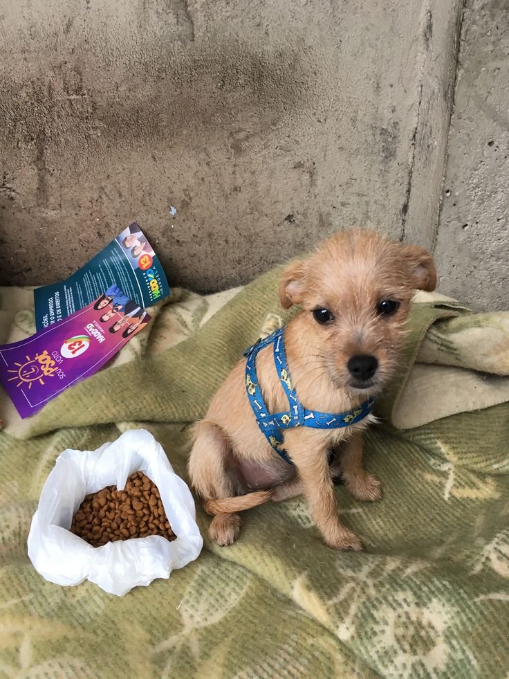 PawShield_'s tweet photo. 💔 Imagine being hungry, alone, and scared with no one to call. Your kindness can change that story. 🐶🐱 https://t.co/GqziIJOGDG https://t.co/J0AUMy1Sn0