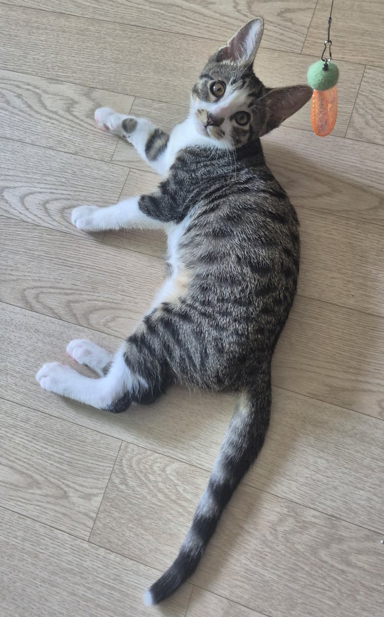 ggang_zz's tweet photo. 꼬리끝만 우유에 담근 고양이 https://t.co/hy9ljBjtVy