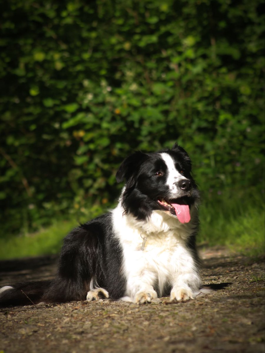 heathgray75057's tweet photo. Dog photography beginner boyfriend photographer Border Collie. @aidan64_ https://t.co/GNTqi5RNUQ