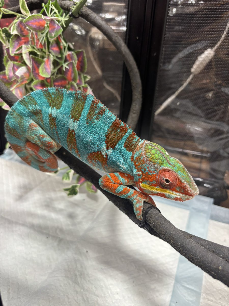 Bio_kaeru_n's tweet photo. ビックレプとアクアリウムバス御参加の皆さま、こちらのパンサーカメレオンアンビローブ♂、ケージ付きで今日限定¥27,500(税込)で連れて帰ってくれる方いませんでしょうか。

イグアナクリムゾンレッドの子も今日限定でしたら¥27,500(税込)で募集してます。 https://t.co/r8W913KbCn