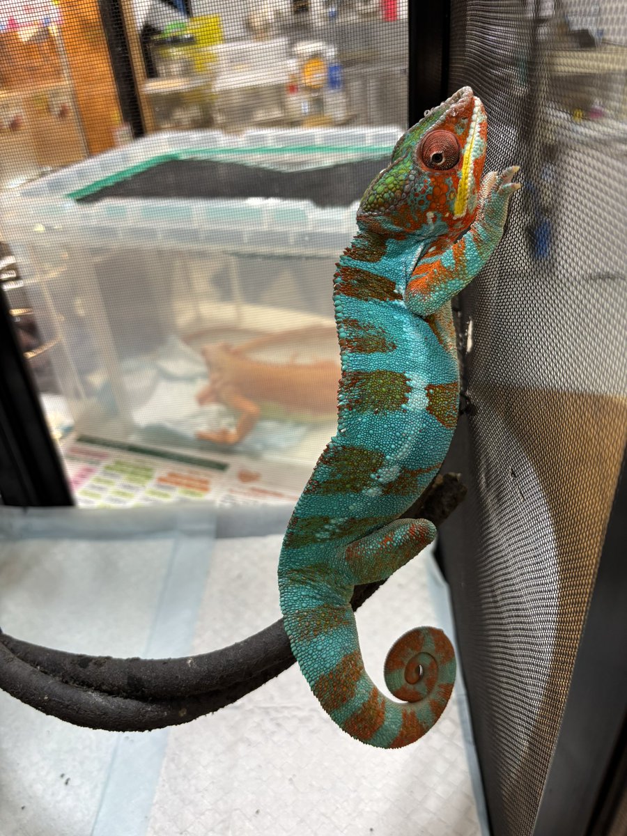 Bio_kaeru_n's tweet photo. ビックレプとアクアリウムバス御参加の皆さま、こちらのパンサーカメレオンアンビローブ♂、ケージ付きで今日限定¥27,500(税込)で連れて帰ってくれる方いませんでしょうか。

イグアナクリムゾンレッドの子も今日限定でしたら¥27,500(税込)で募集してます。 https://t.co/r8W913KbCn