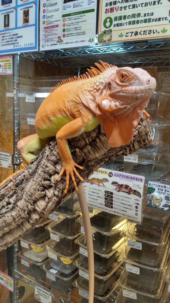 Bio_kaeru_n's tweet photo. ビックレプとアクアリウムバス御参加の皆さま、こちらのパンサーカメレオンアンビローブ♂、ケージ付きで今日限定¥27,500(税込)で連れて帰ってくれる方いませんでしょうか。

イグアナクリムゾンレッドの子も今日限定でしたら¥27,500(税込)で募集してます。 https://t.co/r8W913KbCn