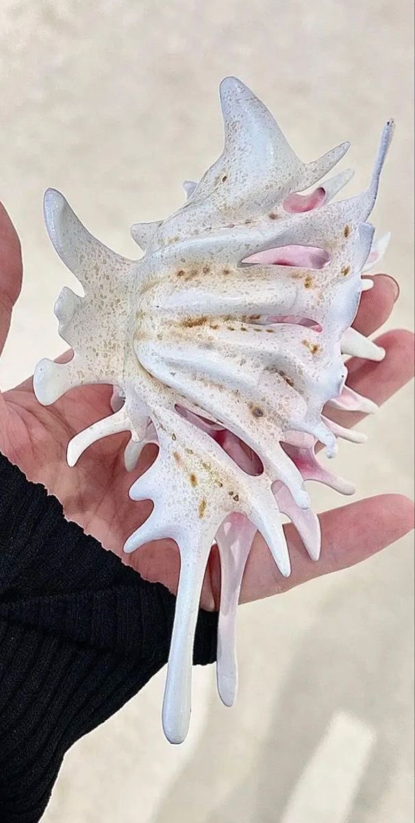 peachycorner_'s tweet photo. shell inspired hair clip that looks straight out of a fairytale https://t.co/IGC0AKMDww