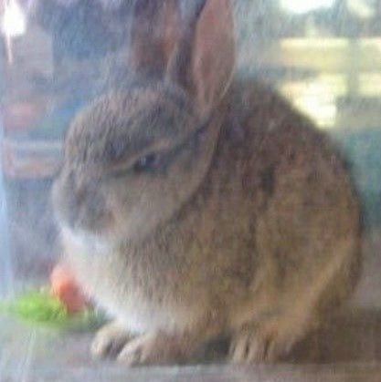 bunizukus's tweet photo. he is not amused https://t.co/5XyOnYp5RB