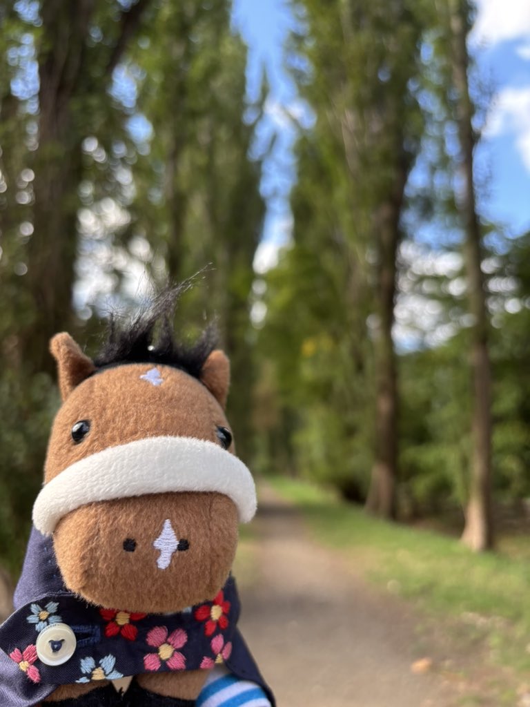 chocochestnut's tweet photo. ポプラ並木すてきね https://t.co/kcE7SX4i0t