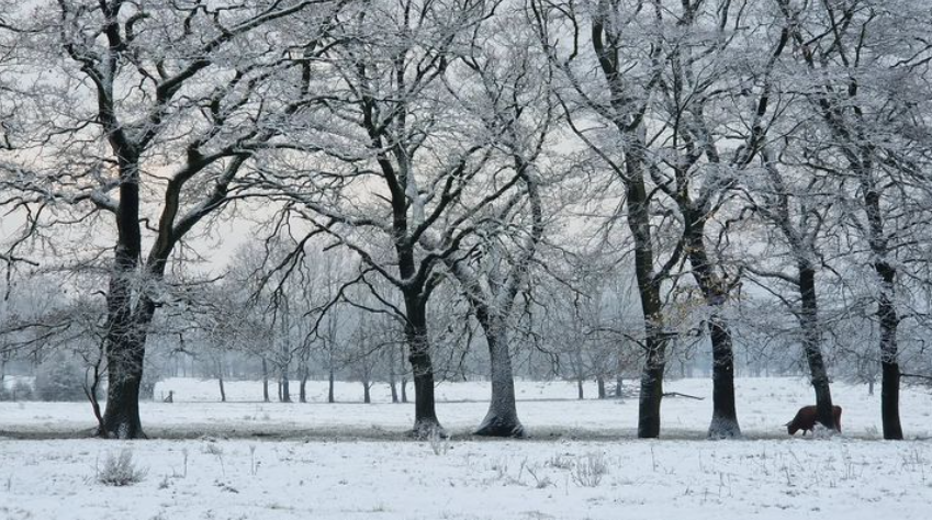 weerverteller's tweet photo. In 1939 tot 1942 deden zich in Europa tijdens een langdurige El Niño drie strenge winters voor. Hebben we voor de komende winter nog iets aan die wetenschap? https://t.co/m7LVYaeqcv #winter #winter2027 #winterverwachting #ElNiño
Foto: Reinout van den Born https://t.co/XfzZvh4UDJ