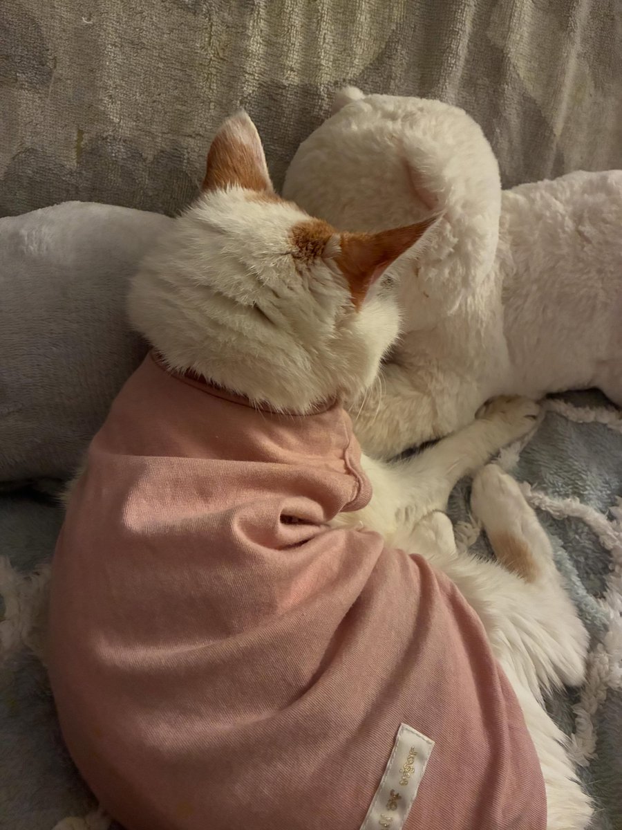 MarkGroskrvyx's tweet photo. 境界線を引くことと壁を作ることの狭間で迷う。結局、心地よい温度とは一人でいるときに見つけるものなのかもしれない https://t.co/5zCFyyP0va