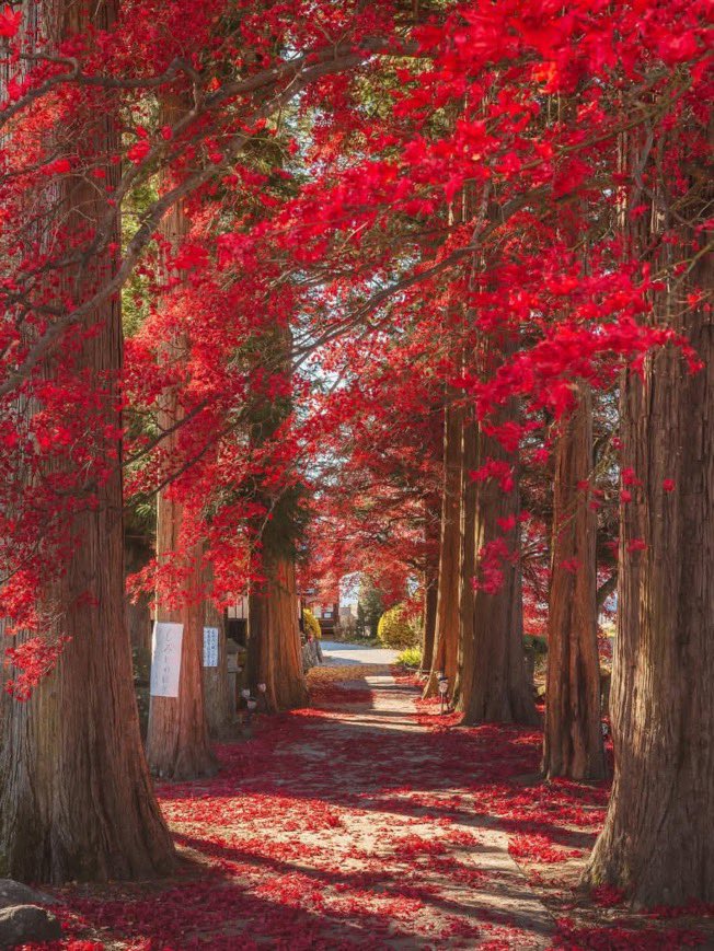 viewsoff's tweet photo. Fall in Japan 🇯🇵 https://t.co/IHS0wTlwUS