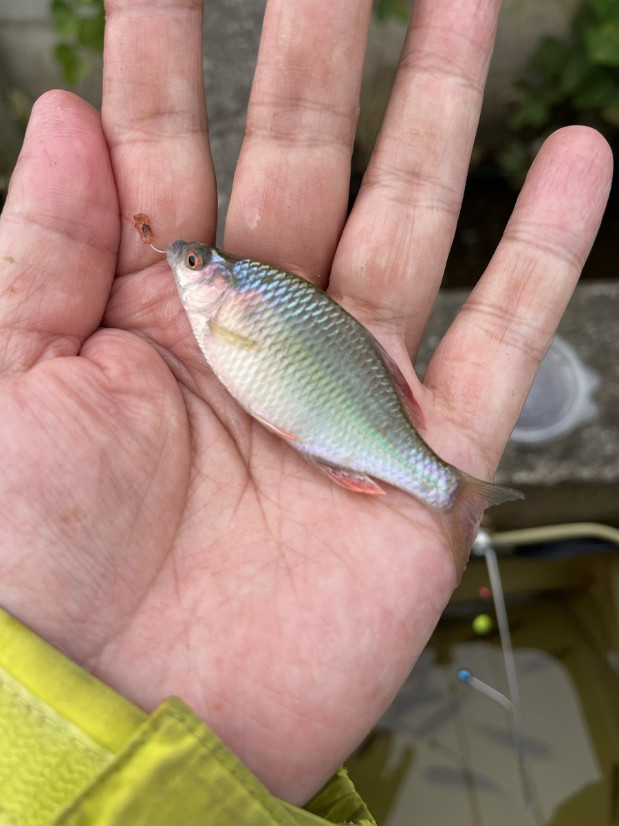 J_BOY201704's tweet photo. 9月20日（日）
昨日は霞ヶ浦水系で楽しい小物釣りしてきました
やっぱり自然の中でのんびり無念無想で浮きを眺めているのって癒される。
霞ヶ浦のナマズ王に新場所に連れて行ってもらってカネヒラGETできたよ✌️
婚姻色バッチリで綺麗✨写真のイラストは霞ヶ浦のナマズ王の容姿です🤣
＃釣り
＃タナゴ https://t.co/vEkVbfXg8y