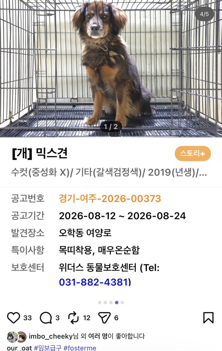 findmypaw's tweet photo. 예고도 없이 안락사당하는 이천위더스 보호소 아이들, 최소 1달 임보처가 있으면 구조하신대요

https://t.co/zppaDDdZnm

인스타 @our_oat DM https://t.co/36A0LM7pzk