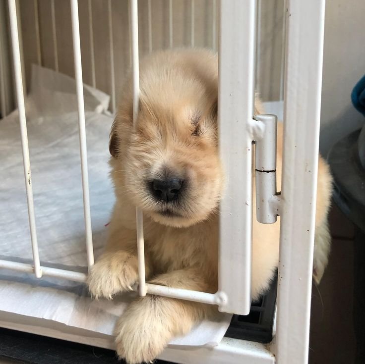 cutestpuppyy's tweet photo. Noughty https://t.co/gZJXJVLMlD