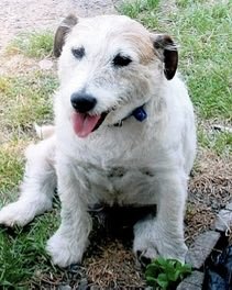 Complex's tweet photo. ‘George’ the tiny Jack Russell who gave his life protecting five children from pit bulls in New Zealand. 

‘George’ was badly injured and later had to be put down, but his actions were credited with potentially saving the children’s lives. He was later honored with a PDSA Gold Medal for animal bravery.