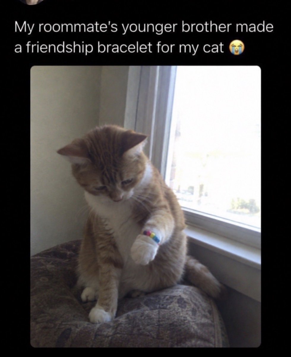 hardcatmemes's tweet photo. https://t.co/OY17E64xMW