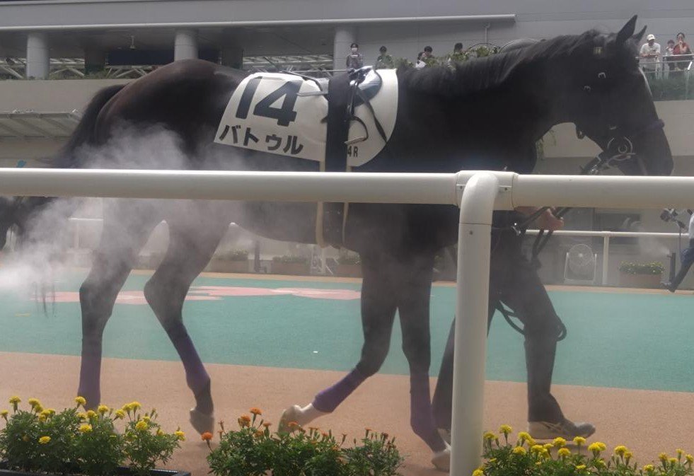 bluerainbringer's tweet photo. まぁ新馬戦なんでケガなく無事に帰ってきておくれ🐴

#バトゥル
#阪神4R https://t.co/2QDVpYgsKl