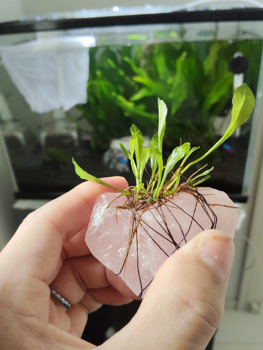 Zeluara's tweet photo. ミクロソリウムいれたら、稚魚生まれだすし、左側寂しかったので、初の水草繁殖にも挑戦　石は子供が奇石ミュージアムで手に入れた石
ネグロもタブレット食べてくれるように
#テトラ
#アカヒレ
#オトシンネグロ
#ミクロソリウム https://t.co/KFvOCwOFqh