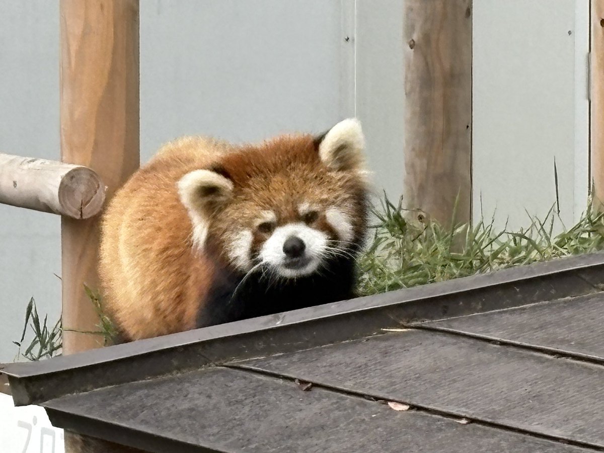 nishiyama_zoo's tweet photo. 今日はモッチー、昨日はライトにガイドの協力をしてもらいました。 https://t.co/0NPyaoNRbQ
