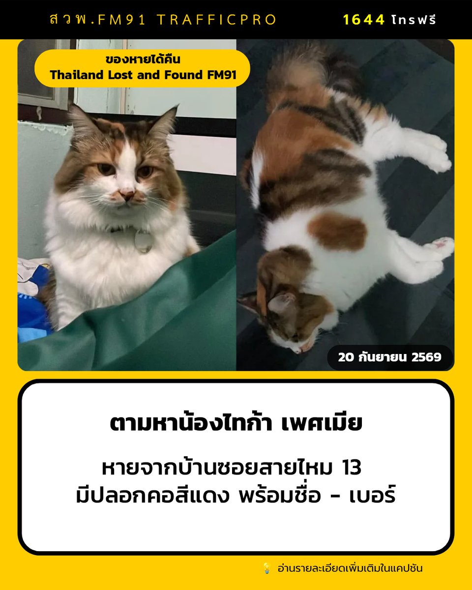 fm91trafficpro's tweet photo. คุณกัลยา ตามหาแมวพันธุ์เปอร์เซีย ชื่อไทก้า อายุ 6 ปี เพศเมีย สามสี(ส้ม-ดำ-ขาว) มีปานสีส้มอยู่ตรงปาก สวมปลอกคอสีแดง (มืชื่อและเบอร์ให้ติดต่อกลับ) ค่อนข้างกลัวคน หนีคน หายออกจากบ้านพัก ในซอยสายไหม 13 หมู่บ้านอัมรินทร์ 3 ผัง 1 ทราบหาย เวลา 00.52 น.วันนี้ หากนำส่งคืนมีสินน้ำใจมอบให้ 

หากใครพบเห็นสามารถแจ้งกลับ 1644 โทรฟรีตลอด 24 ชม.
 #thailandlostandfound #ของหายได้คืน #แมวหาย