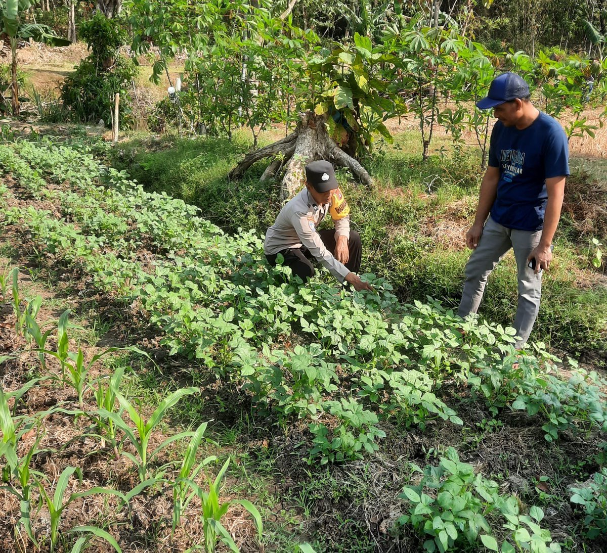 PadasPolsek's tweet photo. Bhabinkamtibmas Kedunggalar Monitoring Pekarangan Sayuran, Dukung Ketahanan Pangan Warga

Ngawi – Bhabinkamtibmas Desa Begal Polsek Kedunggalar, Aiptu Arif W, melaksanakan sambang sekaligus monitoring pemanfaatan pekarangan rumah pangan bergizi milik Bapak Andi di Dusun Kopenan https://t.co/FDvYrVRofN