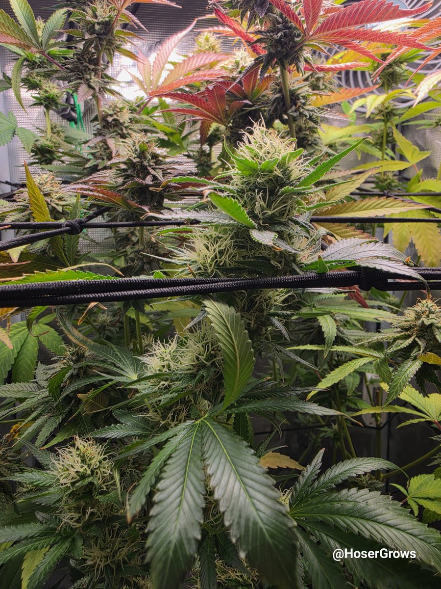 hosergrows's tweet photo. Another check in from 'The Lab' as my boy calls it. .

Lung Butter still kickin ass &amp; puttin on weight @ Day 42

SLC got much needed support from lowering the top trellis in the front

Blown away by this grow! 

#HoserGrows #growyourown https://t.co/qGNR8VJTz9