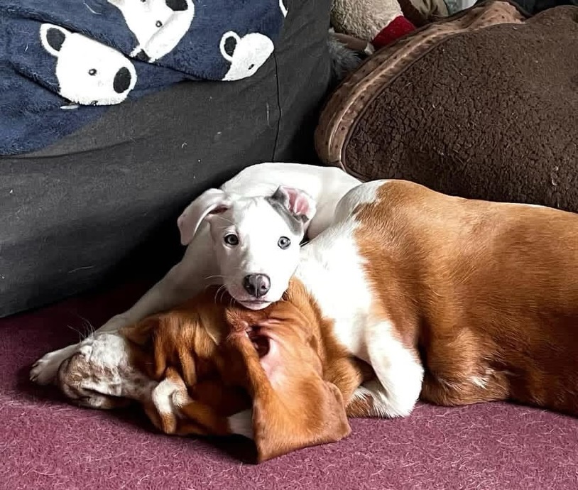 MarissaCapcmzv's tweet photo. It doesn’t matter how big I get Uncle Sheriff will always be my favourite cuddle buddy 💙💙 https://t.co/RH1K3JeaBu