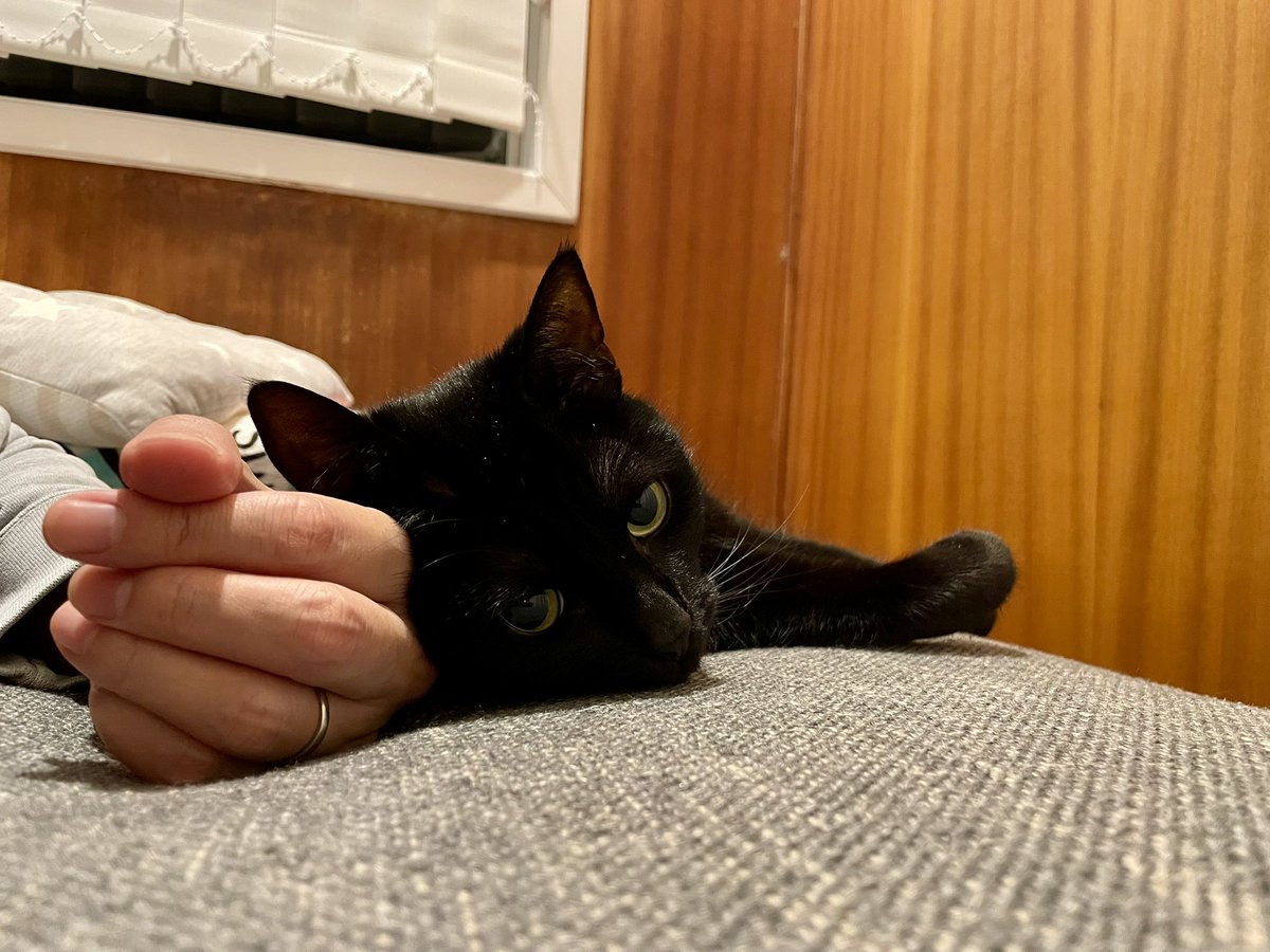Notso537's tweet photo. Got her from shelter 7 years ago, same look on her face then https://t.co/MUtRtjwphZ