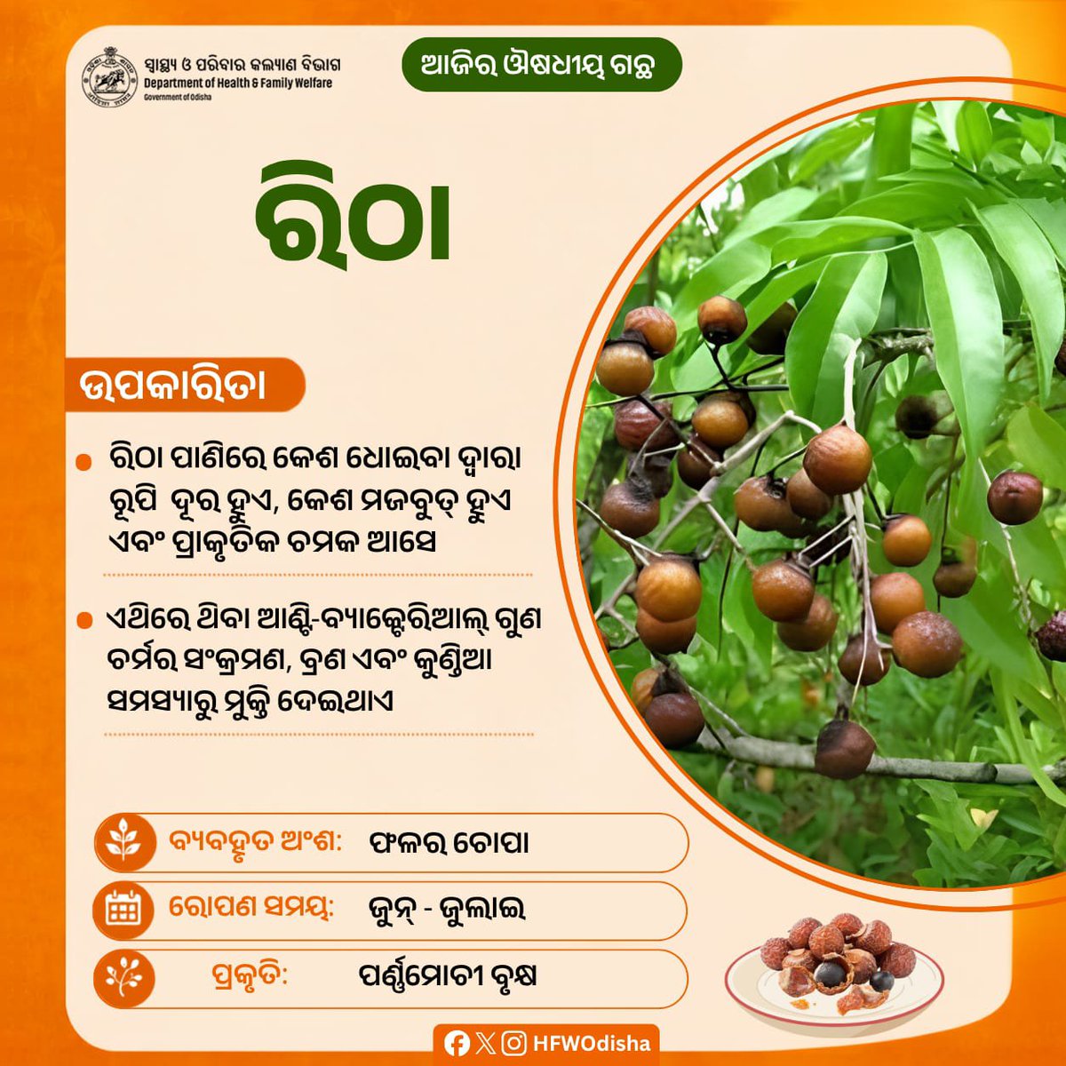 HFWOdisha's tweet photo. ଆୟୁର୍ବେଦରେ ରିଠାର ଅନେକ ଓଷଧୀୟ ଗୁଣ ରହିଛି। ରିଠା ପାଣିରେ କେଶ ଧୋଇବା ଦ୍ୱାରା ରୂପି ଦୂର ହେବା ସହ କେଶ ମଜବୁତ୍ ଓ ଚମକଦାର ହୋଇଥାଏ। ଏଥିରେ ଥିବା ଆଣ୍ଟି-ବ୍ୟାକ୍ଟେରିଆଲ୍ ଗୁଣ ଚର୍ମର ସଂକ୍ରମଣ, ବ୍ରଣ ଏବଂ କୁଣ୍ଡିଆ ସମସ୍ୟାରୁ ମୁକ୍ତି ଦେଇଥାଏ।

#MedicinalPlants #AyurvedicPlant https://t.co/CFWrv7EzqK