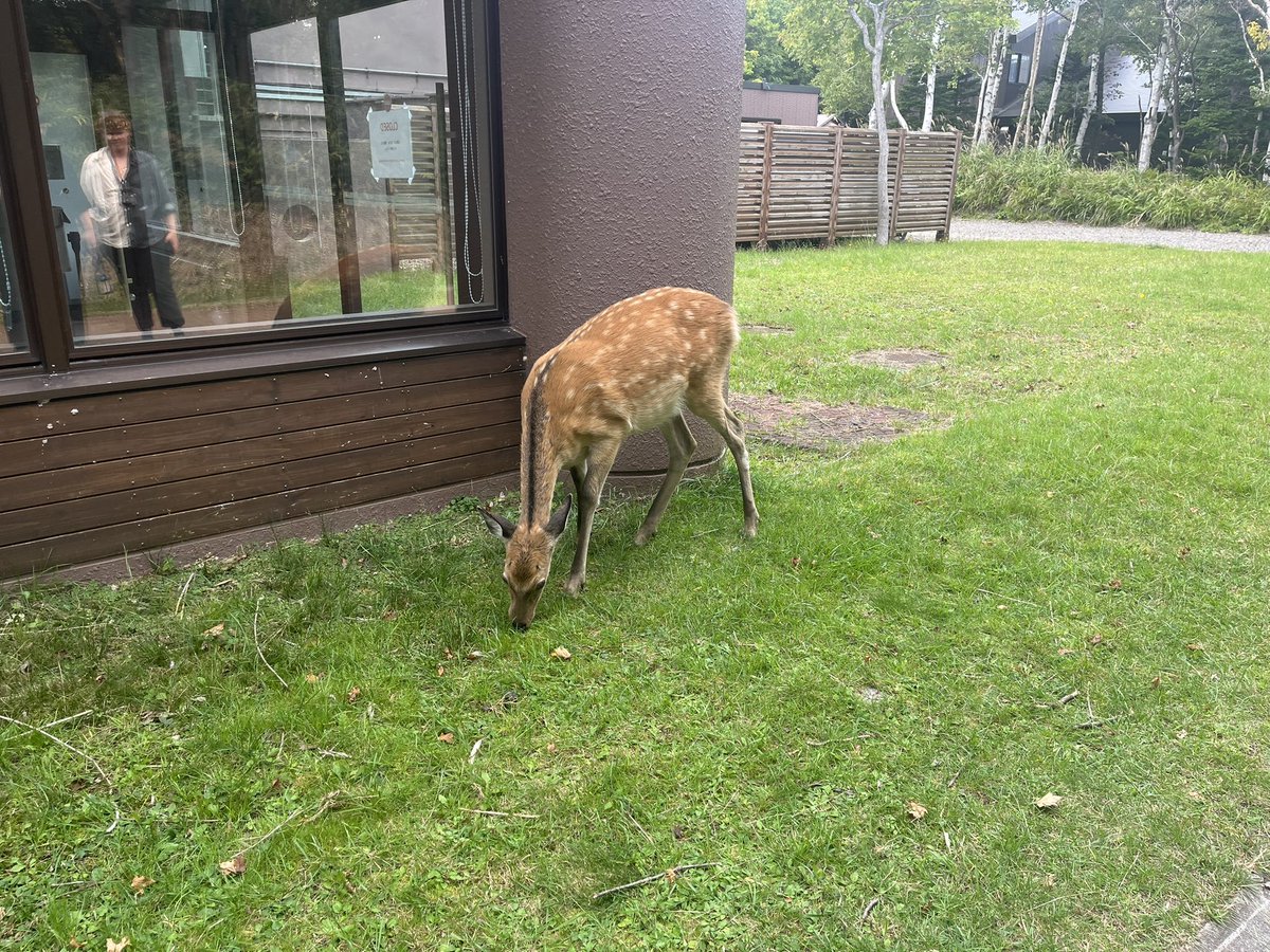 12_funa's tweet photo. 北の大地は神聖な空気に満ちていたな。ヒグマには遭遇しなかったけど、シカは沢山いました。 https://t.co/m6yC5arhOI