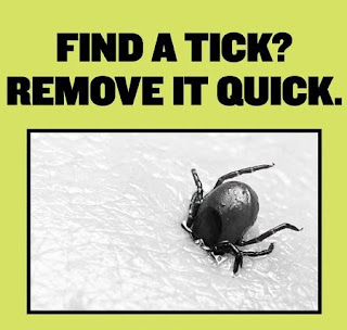 PeteWriting's tweet photo. #Writer #Poetry #WritingCommmunity #Scribblings

Today's clickety clicks😉

3. Ticks

Poetry.

A lost Cornish summer where ticks can be a nuisance while out walking. #Arachnid #Parasite #Autocrat #Conformity

https://t.co/ptd0mxzvB5 https://t.co/BypPcOyj98