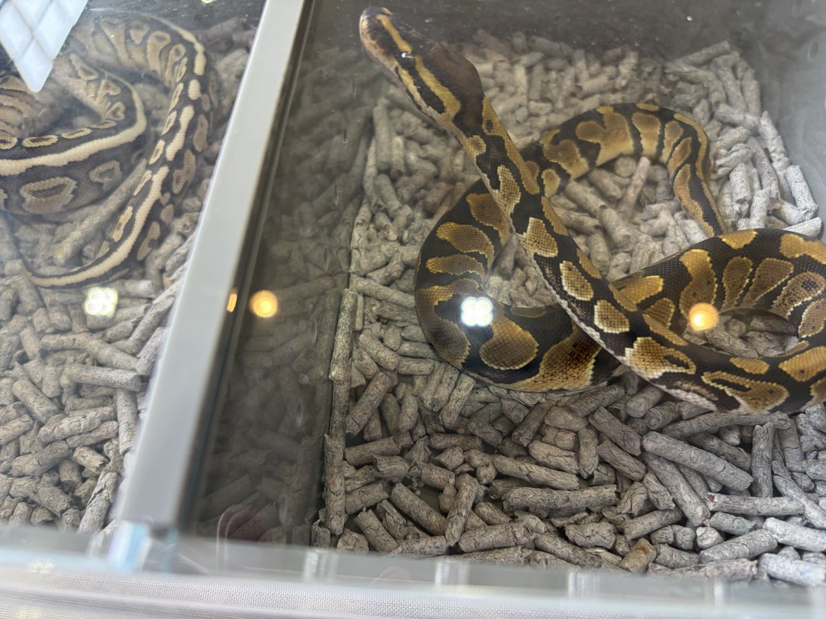 sakuyateigecko's tweet photo. #newreptilesday
2日目始まりました!
よろしくお願いしま〜す https://t.co/TZhlcivRVs