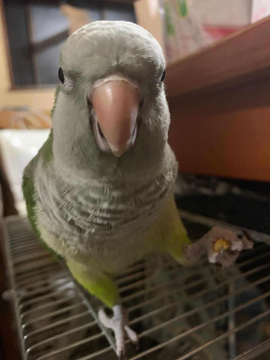 bukux1015's tweet photo. @ko47563907 こんにちは🌞のんkoちゃん🩷

オキナインコ🦜は、ヨウムの仲間ではないんだけど、ヨウムの次に頭がいいと言われていて🧐

もう色んな動物たちがいっぱいいて…楽しかったよ🥰

有難う🩷🥰
頑張ってお嫁さん👀探すよ！くう⬇️ https://t.co/2e7VK6gtXs