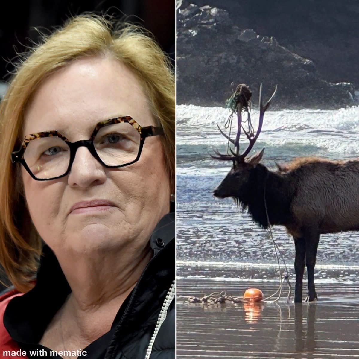 WheelerRipWA's tweet photo. How the sister of Microsoft co-founder Paul Allen is funding anti-hunting lawsuits and corruption inside Washington’s wildlife commission. I followed the money, and you’re not going to believe what I found.

Paul Allen’s sister, Jody Allen, founded the anti hunting organization Wild Lives Foundation. That foundation gave $1.75 million to a law firm for wildlife litigation and another $200,000 to Washington Wildlife First, an anti hunting group created to change the way Washington manages wildlife. The woman connecting both groups is attorney Claire Davis. She founded the law firm and also founded Washington Wildlife First.

Now keep following it. Davis has spent years suing Washington’s wildlife agency. An internal WDFW memo says she brought 12 lawsuits against the department, while at the same time communicating directly with commissioners who oversee that department. Sometimes through their private email accounts. Investigators found roughly 20 private meetings involving Davis and commissioners, including eight right before official Commission meetings.

Then the governor ordered an investigation. That investigation found commissioners had violated open-meeting and public-records laws and failed to properly disclose contacts with anti hunting groups, including organizations suing the department. 

So read that sequence again. Millions of dollars fund the lawyers and anti hunting organizations fighting Washington’s wildlife agency. The woman running those operations was meeting secretly with the commissioners overseeing that agency. Then investigators uncover illegal meetings and transparency violations inside the Commission. This corruption must be ended.

— Stephen Ziegler
Outdoor writer | Rack Junkies Podcast