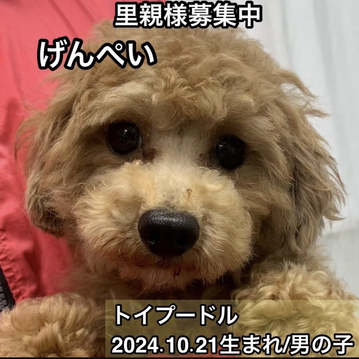hogokencafet's tweet photo. 昨日ご家族が決定いたしましたが、先方の都合により、お引き渡し前にキャンセルとなりました。
温かい応援や祝福をしてくださった皆さま、げんぺいくん、大変申し訳ございません。
より良いご縁に繋げられるよう里親様を募集させていただきます。

保護犬カフェ鶴橋店
06-4309-8715 https://t.co/qdaI0wbyAc
