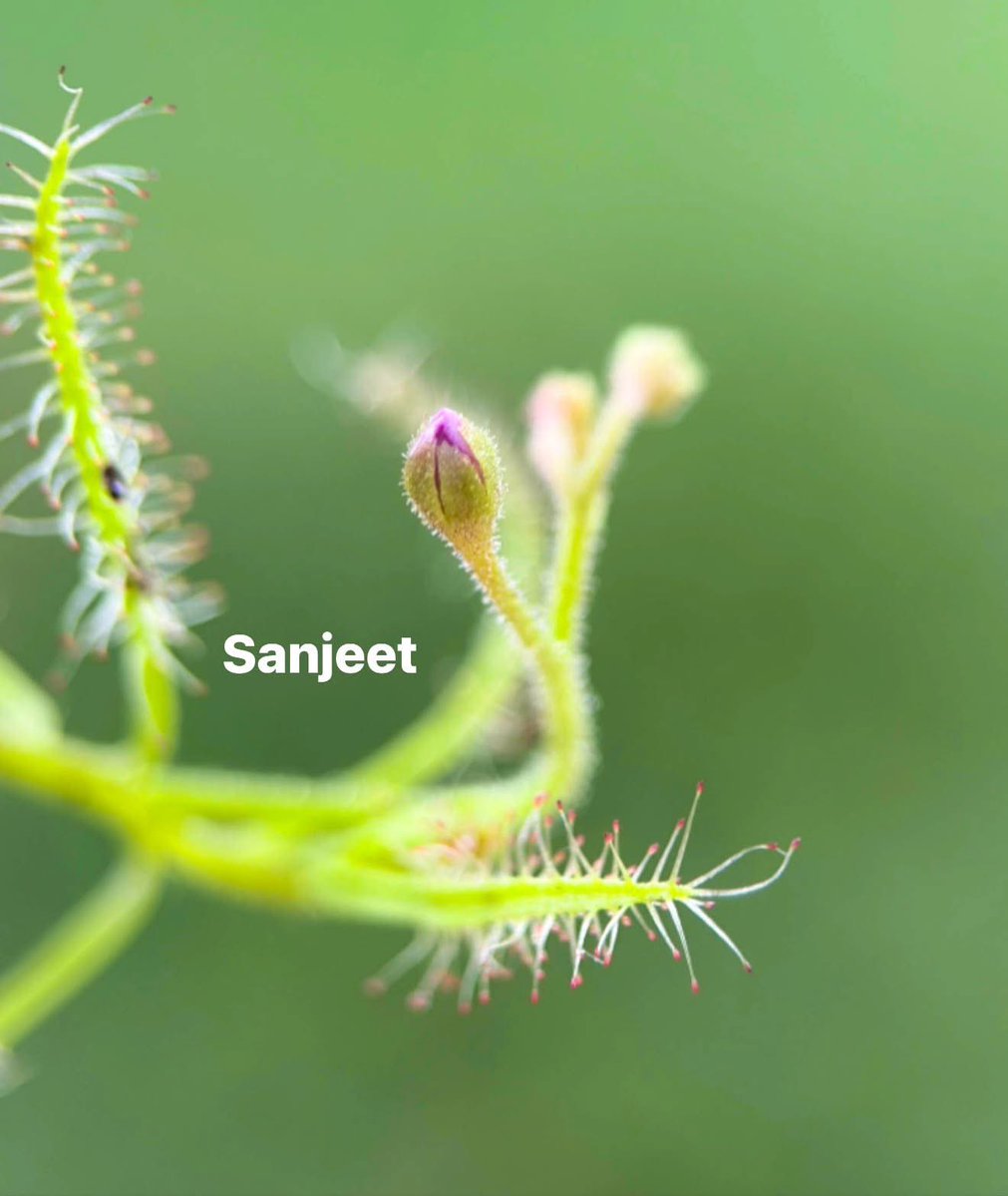 BiotechSanjeet's tweet photo. Deadly tentacles at Rairangpur Forest Division, Odisha
Drosera indica
#Drosera #Rairangpur #Odisha #Forest
@MohanMOdisha @CMO_Odisha @GovernorOdisha @GaneshRamBJP @PCCFWL_Odisha @PccfWildlife @_anugarg @EnvironmentPib @IPR_Odisha @ForestDeptt @sambad_odisha @dforairangpur https://t.co/hta2IByAPO