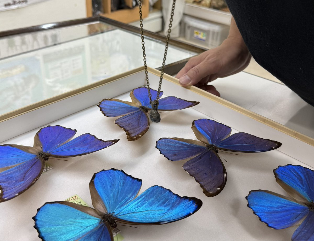 insect_fair's tweet photo. 会場内では、大きな荷物、リュックサックなどは通行の妨げになります。また、洋服の袖、首から下げるネックレスなどが標本を破損させる可能性がございます。十分に注意を払っていただけるようご協力お願い申し上げます🙇 https://t.co/lRMDRdo7ju
