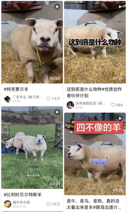burbering1's tweet photo. 这是最强的Meme缝合怪叙事了 
真正的顶级动物Meme叙事了，一只羊长得像“猪狗牛羊”的结合体，每个都像，在网上爆火 
羊的品种是特克塞尔羊，主人就叫它“四-不-像”四种meme结合叙事，无敌了
https://t.co/Qtn00KBa0d https://t.co/1uUMz7meDY