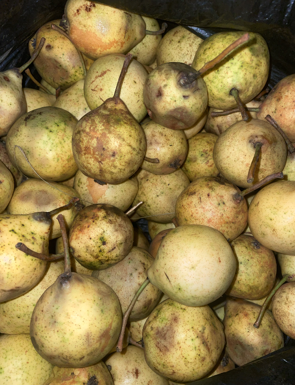 cicada_farm's tweet photo. Gathering apples and pears this morning!  Time to make some homemade puree, compotes, jams, and jellies )))
#cicadafarm https://t.co/ujdEKgtuD3