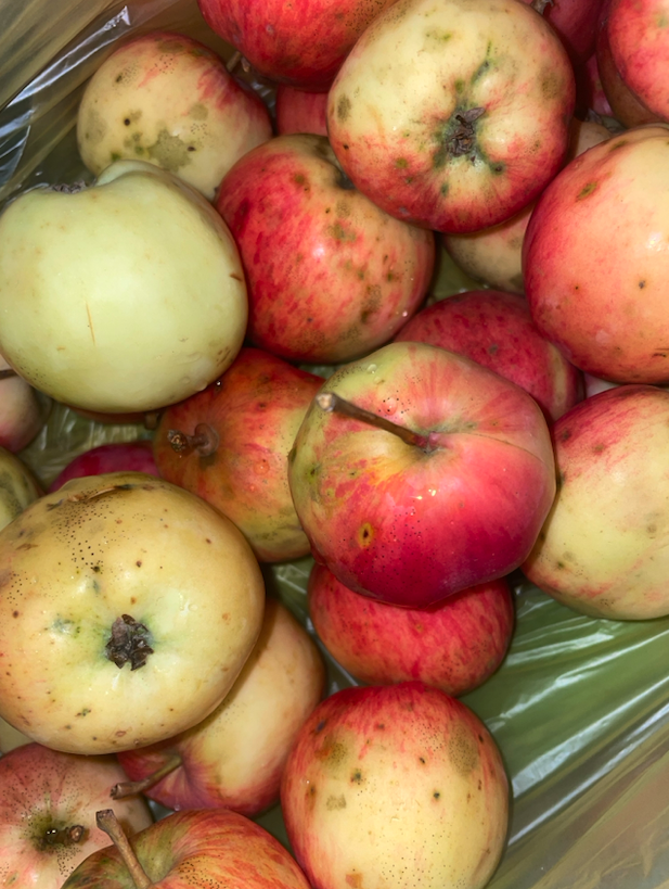 cicada_farm's tweet photo. Gathering apples and pears this morning!  Time to make some homemade puree, compotes, jams, and jellies )))
#cicadafarm https://t.co/ujdEKgtuD3