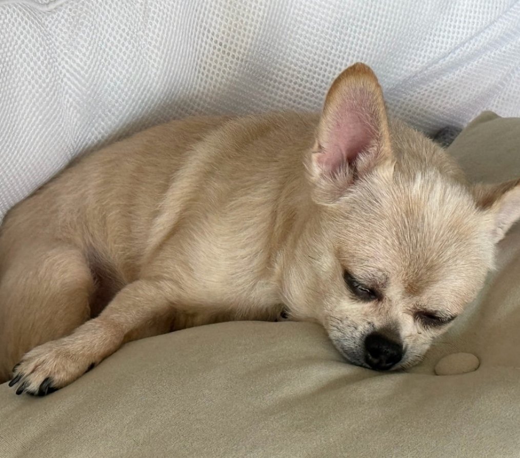 4sholilie's tweet photo. the dog                      the owner https://t.co/GPalB74hDZ