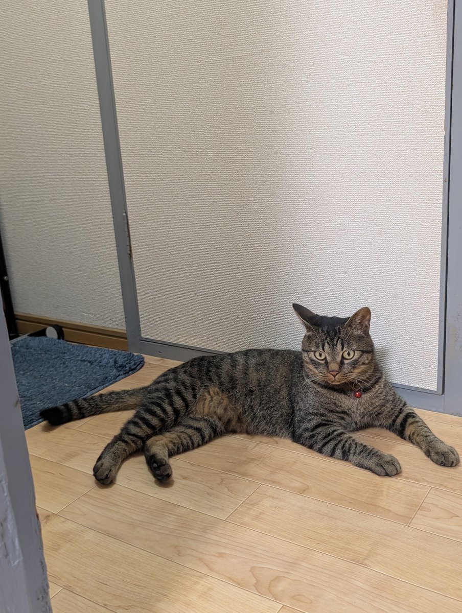 ohhowz's tweet photo. トイレを使いたいのならば、オレを倒してみろ(ΦωΦ) https://t.co/BwBiTHO6Hg