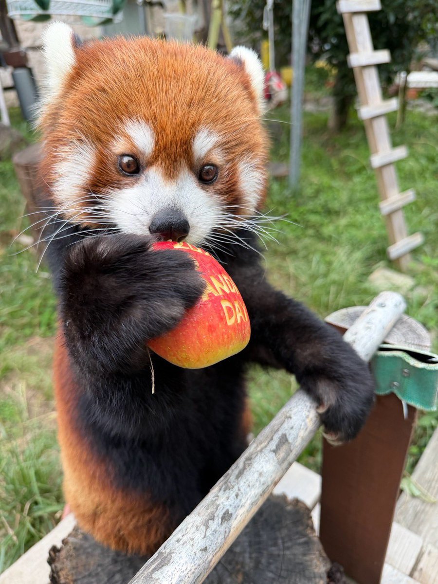 TenZoo_official's tweet photo. 昨日は #worldredpandaday です。天王寺動物園では今回が初めてイベント開催でした！　野生のレッサーパンダを保護するためにたくさんの募金ありがとうございました♪ たくさん募金いただき、我々飼育員もとても驚いているところです。感謝！
#天王寺動物園 #レッサーパンダ #募金活動 https://t.co/8WnR0CDRaI
