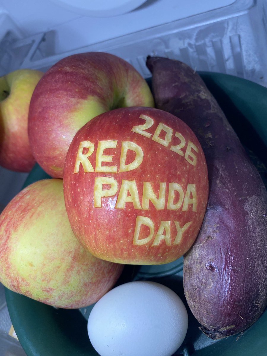 TenZoo_official's tweet photo. 昨日は #worldredpandaday です。天王寺動物園では今回が初めてイベント開催でした！　野生のレッサーパンダを保護するためにたくさんの募金ありがとうございました♪ たくさん募金いただき、我々飼育員もとても驚いているところです。感謝！
#天王寺動物園 #レッサーパンダ #募金活動 https://t.co/8WnR0CDRaI