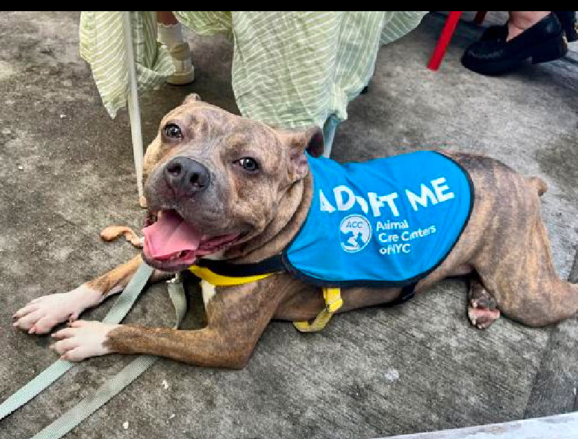 magalys_rios's tweet photo. #Foster #Adopt #Pledge
Sweet girl #TwinkleToes #246702
OVER 1️⃣2️⃣8️⃣ days there‼️
#LongStay ADOPTION FEE REDUCED
Only 2 yrs old 💔 64.4 lbs
Queens NYC
Needs our help to WALK OUT ALIVE
Bio⬇️
https://t.co/RfRqQ213Er
DM @notthesameone2🛟 https://t.co/DAe56uki6s