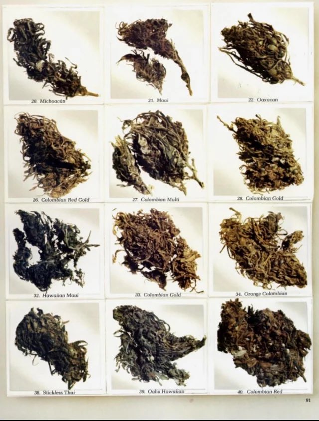StopPlugPricing's tweet photo. What Cannabis looked like in the 70’s https://t.co/2m0TOTPMIC