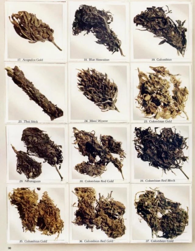 StopPlugPricing's tweet photo. What Cannabis looked like in the 70’s https://t.co/2m0TOTPMIC