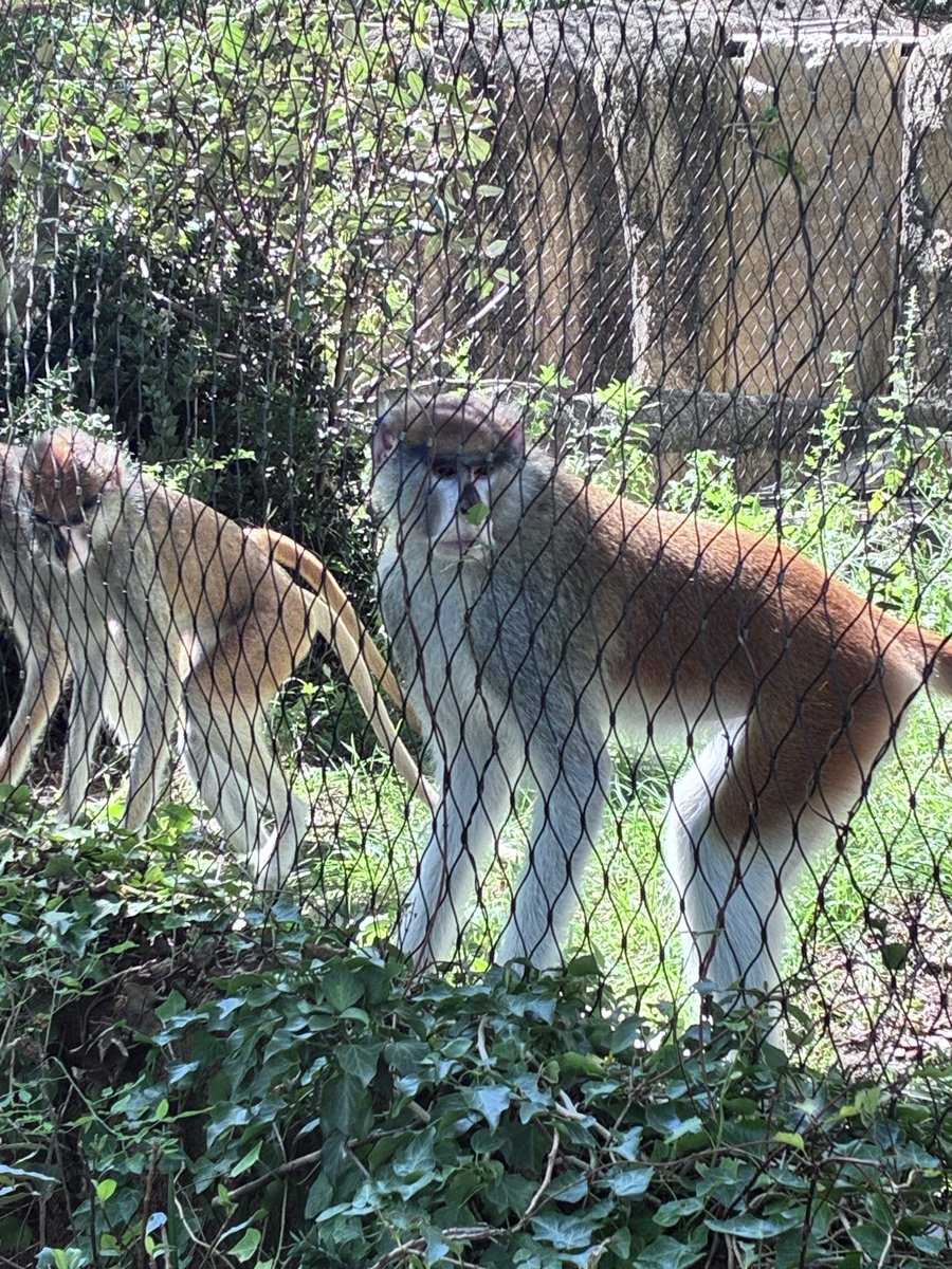 Flugel_PBW's tweet photo. 皆さんご存知、霊長類最速の猿 https://t.co/9TQN6Rm4hp