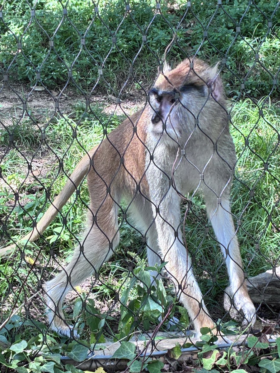 Flugel_PBW's tweet photo. 皆さんご存知、霊長類最速の猿 https://t.co/9TQN6Rm4hp
