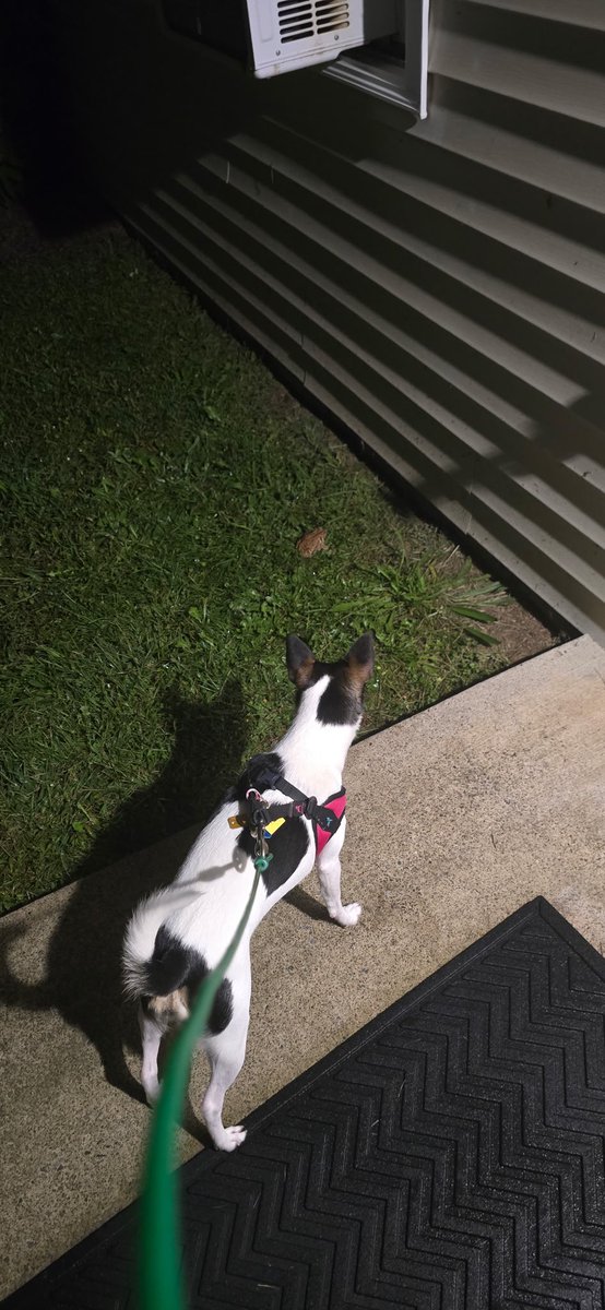 Fancy_Answers's tweet photo. Lucy is fascinated by eastern toads. She loves hanging out and watching them. We go toad rescue duties on nightly walks. We scoop them up with the net and put them back on the curb so the cars don't hit them. We love our little friends! https://t.co/C7TD9trrGS