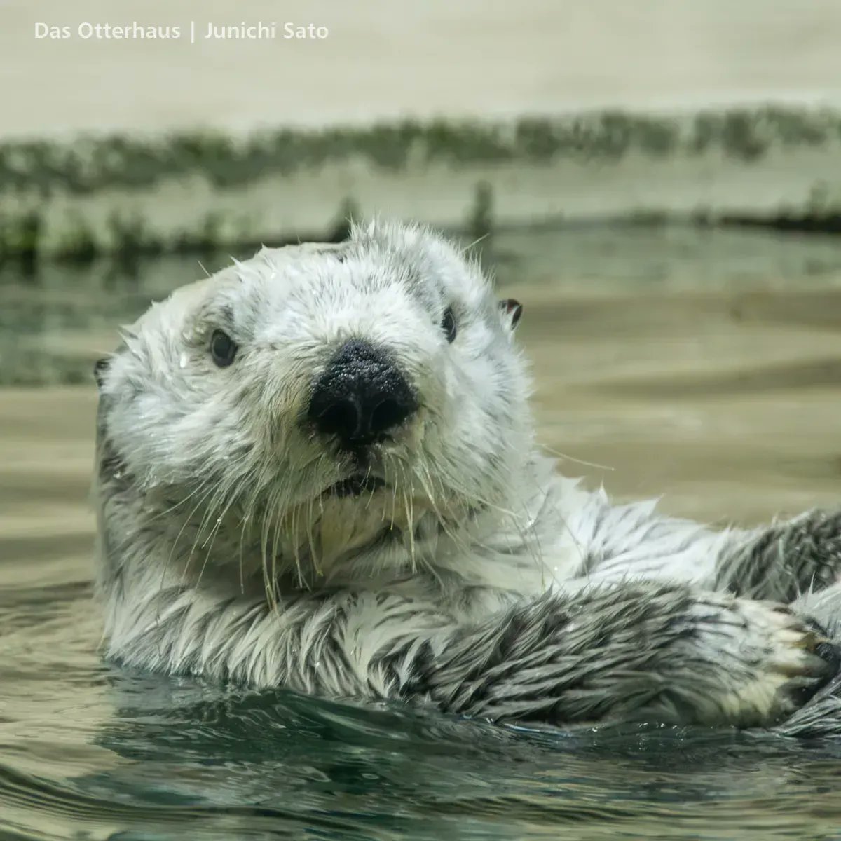 otterhaus's tweet photo. Das Otterhaus 更新しました📣
ラッコ発掘・鳥羽水 1103（2011年3月撮影）
撮りっぱで埋もれてた昔のラッコ写真を少しずつ発掘しています
メイちゃんの若い頃とその母ポテトさん、ロイズくんの写真をどうぞ
［記事へのリンクはリプ欄で！］ https://t.co/aPJOs86j4V